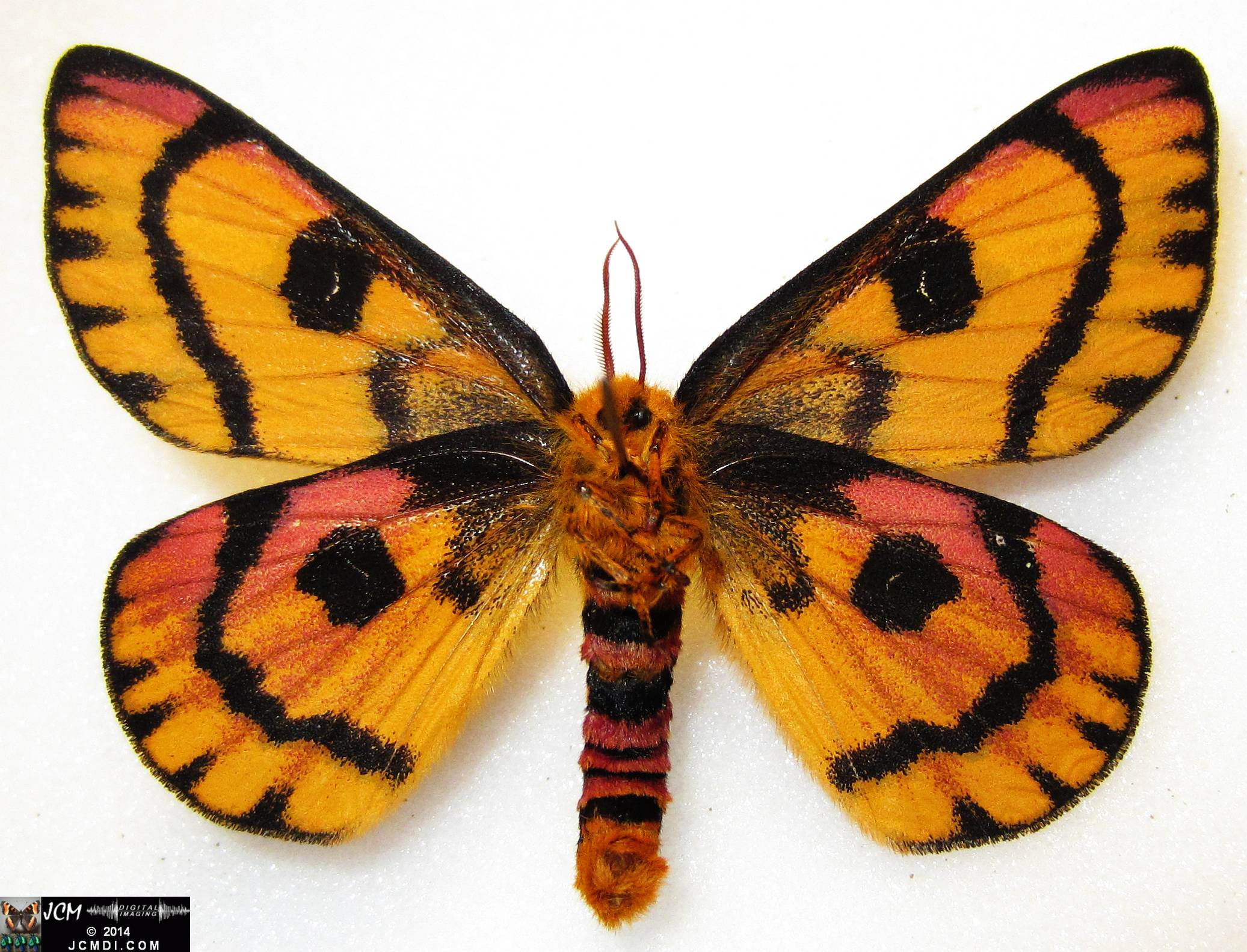 Hemileuca eglanterina female (Blue Ridge population San Gabriel mts California) verso